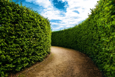 buchenhecke-wachstum-pro-jahr