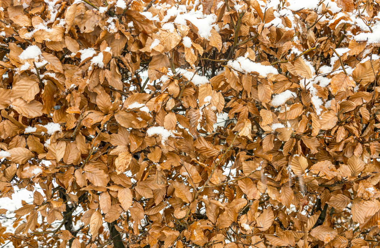 Buchenhecke im Winter - Tipps für kalte Tage