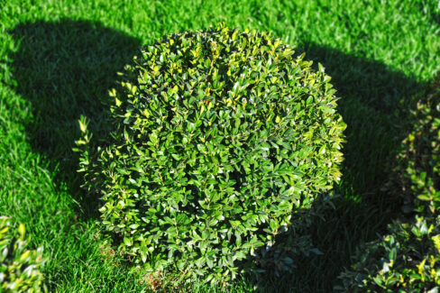 buchsbaum-algenkalk