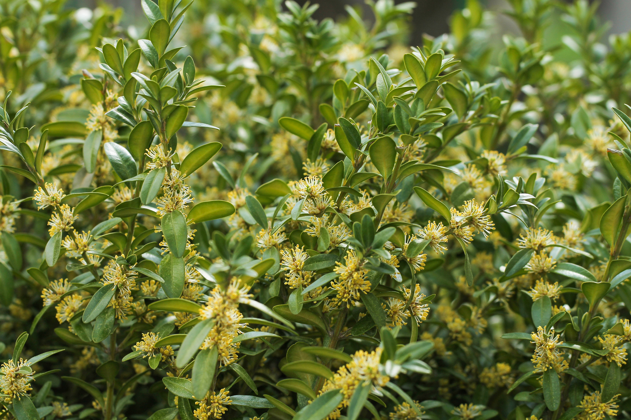 Blüte vom Buchsbaum - Wann und wie blüht der Buxus?