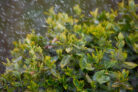 buchsbaum-schneiden-bei-regen