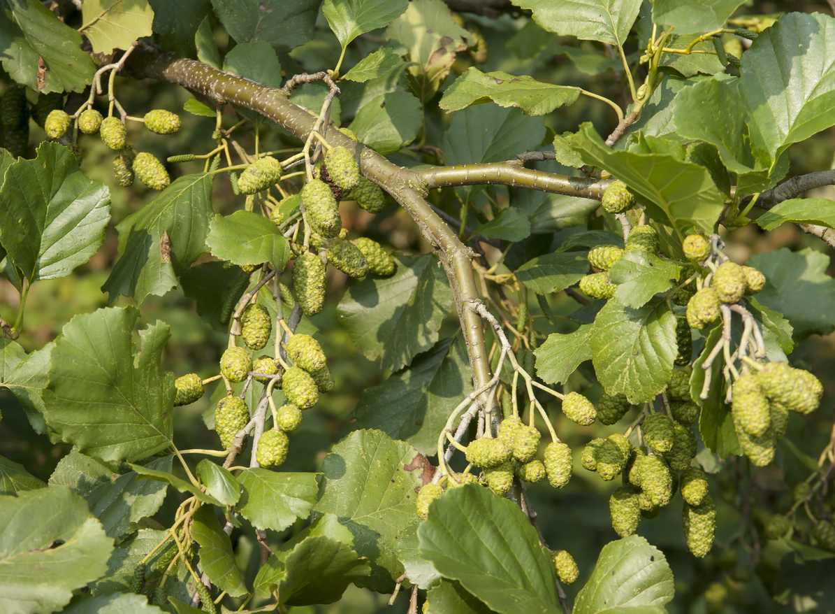 Die Frucht der Erle - Das sind ihre Merkmale