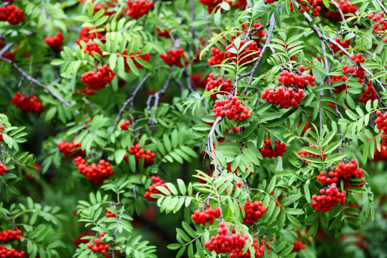Ash Tree Seeds: Key Features and Identification