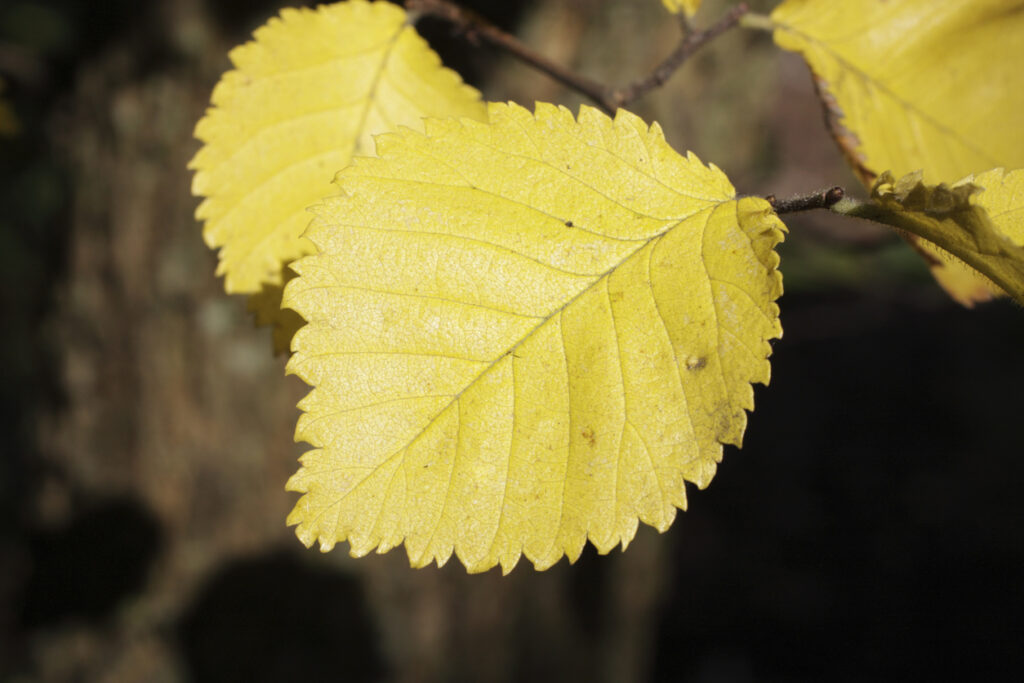 Ausläufer der Goldulme So beschränken Sie das Wurzelwachstum