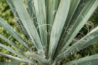palmlilie-schneiden