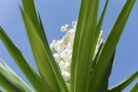 palmlilie-teilen