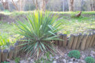 palmlilie-umpflanzen