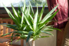 palmlilie-vermehren