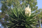 palmlilie-winterhart