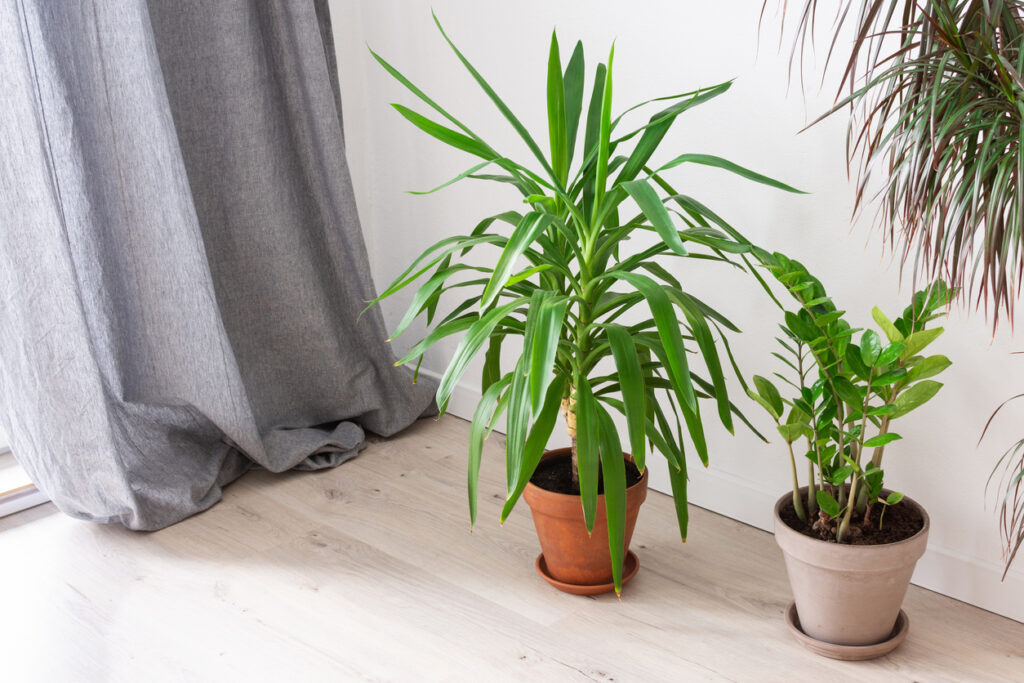 Yucca Palme Ab wann kann die Pflanze ins Freie?