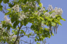 trompetenbaum-schneiden-wann