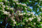 trompetenbaum-umpflanzen