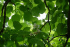 trompetenbaum-verliert-blaetter
