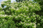 trompetenbaum-vermehren