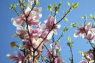 tulpen-magnolie-pflanzen