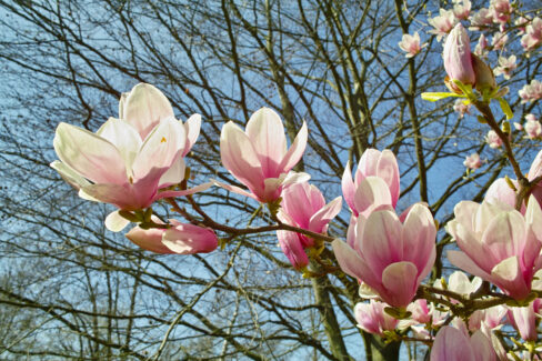 tulpen-magnolie-pflanzzeit
