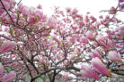 tulpen-magnolie-standort