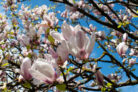 tulpen-magnolie-umpflanzen