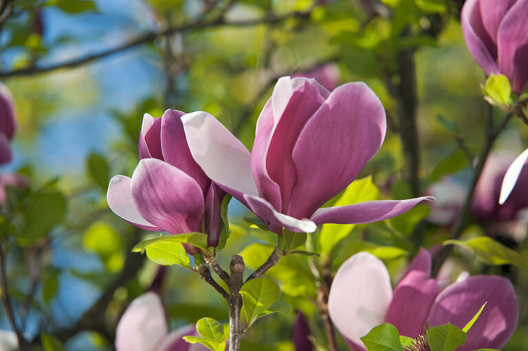 Magnolie für kleine Gärten Diese Sorten sind kleinwüchsig