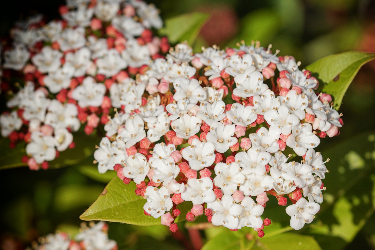Die Blütezeit vom Viburnum tinus Wann blüht der Schneeball?