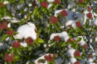 viburnum-tinus-winterhart