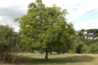 walnussbaum-alter