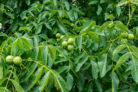 walnussbaum-austrieb