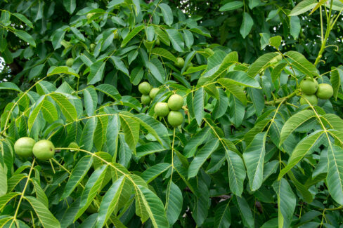 walnussbaum-austrieb
