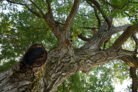 walnussbaum-blutet