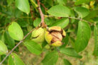 walnussbaum-bonsai