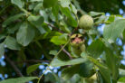 walnussbaum-erste-ernte