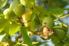 walnussbaum-schneiden-wann