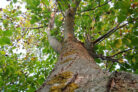 walnussbaum-umpflanzen