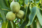 walnussbaum-veredeln