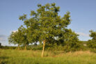walnussbaum-wurzel
