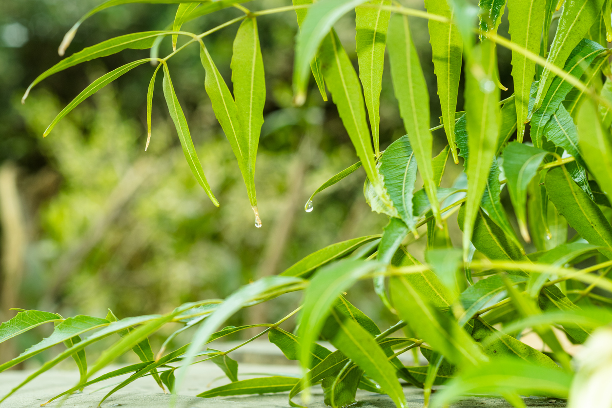Trauerweide Steckbrief Lernen Sie den Baum kennen