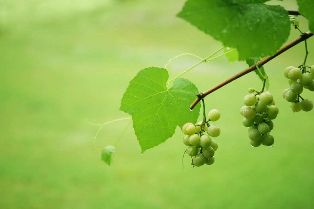 Weinrebe im Kübel kultivieren So gelingt die Topfkultur