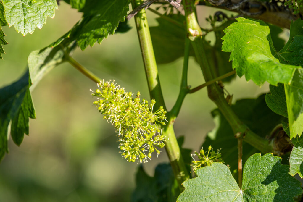 Weinrebe pflanzen Standort, Boden, Rankhilfe und mehr