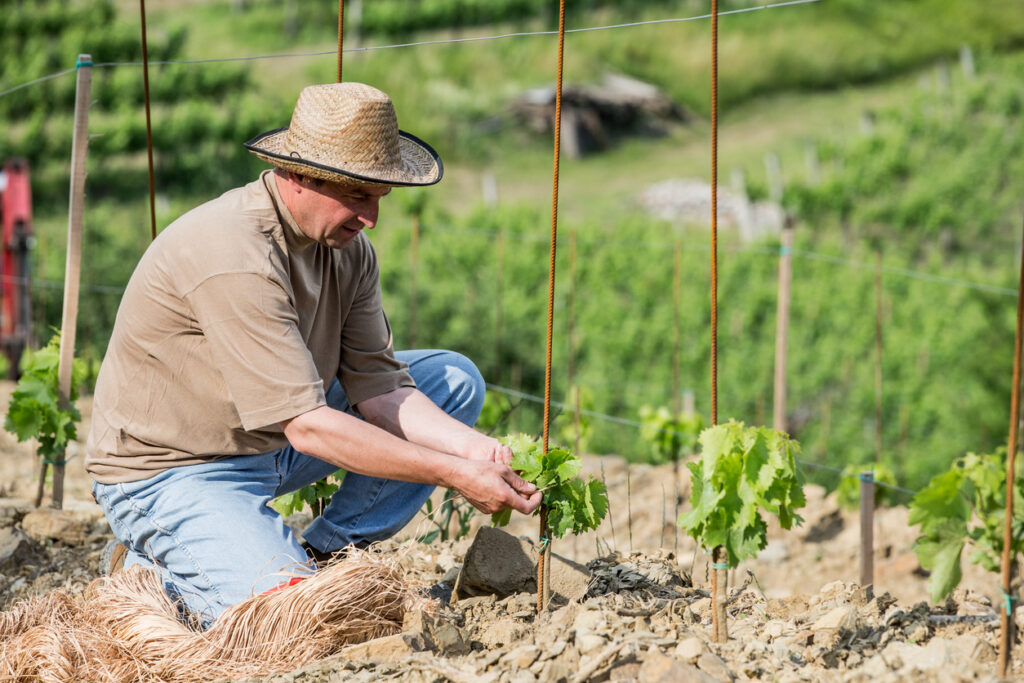 Wilder Wein im Kübel Die besten Tipps