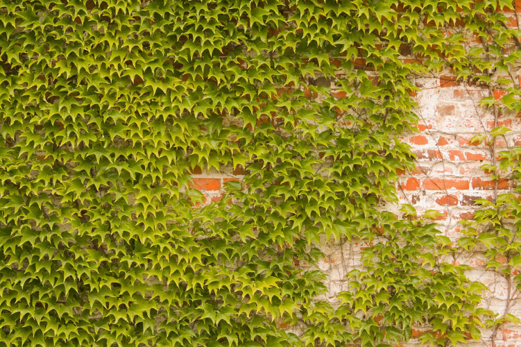 Wilder Wein an der Hauswand Das sollten Sie wissen