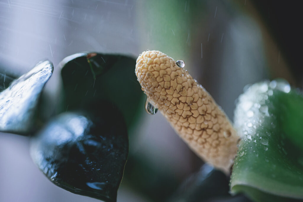 Die Blüte der Zamioculcas So bringen Sie die Glücksfeder zum Blühen