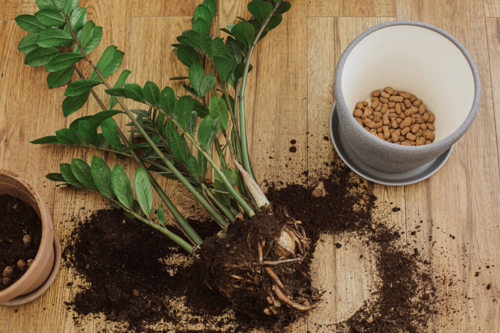 Erde für Zamioculcas Das richtige Substrat für die Glücksfeder