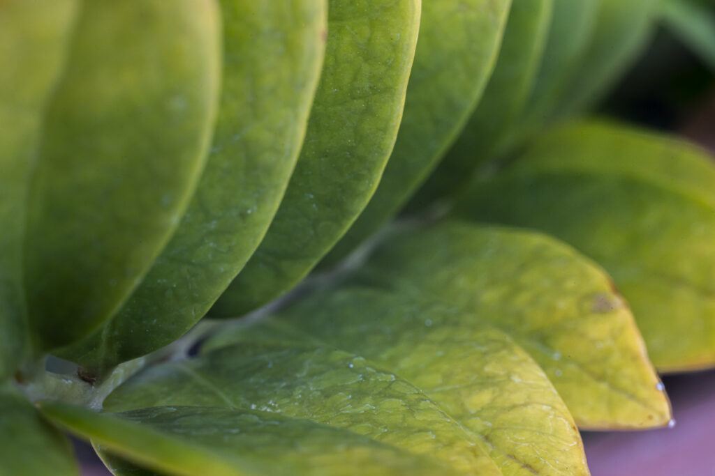 Zamioculcas hat gelbe Blätter Ursachen (Glücksfeder)