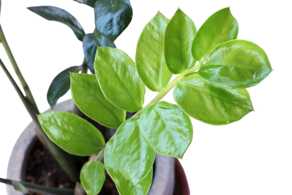 Die Blüte der Zamioculcas So bringen Sie die Glücksfeder zum Blühen
