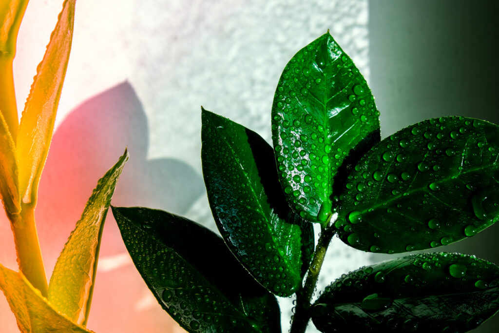 Zamioculcas hat gelbe Blätter Ursachen (Glücksfeder)