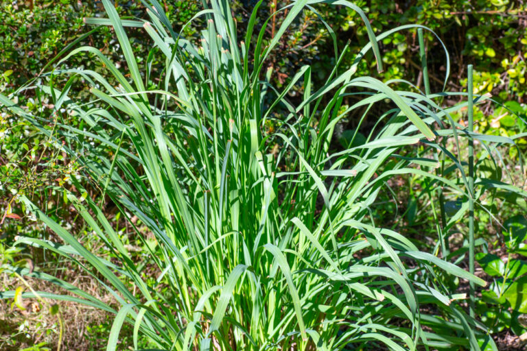 Zitronengras vermehren So ziehen Sie neue Pflanzen