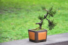 zypresse-bonsai