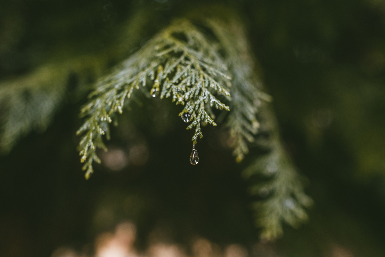 Thuja oder Zypresse Wo liegen die Unterschiede?
