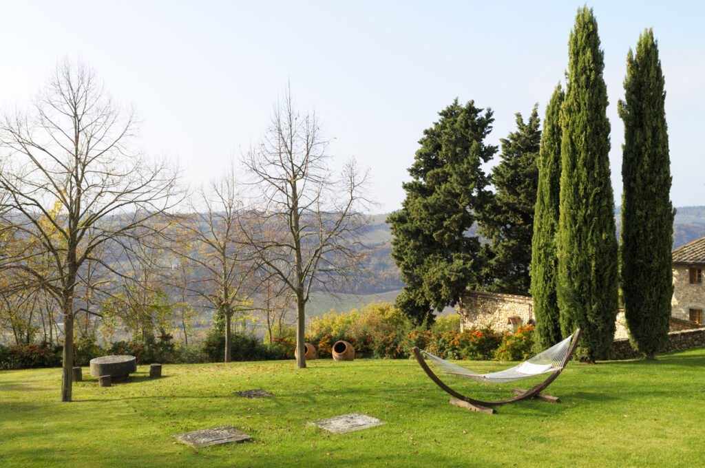 Zypresse im Topf So gedeiht der Baum im Kübel