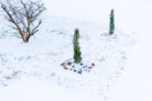 zypresse-winterhart